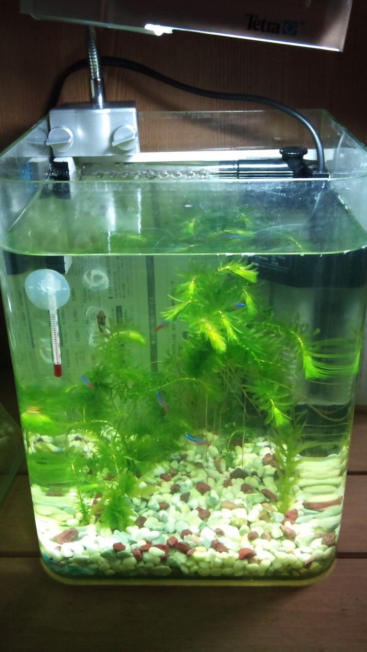 熱帯魚を飼うまでの経緯 Tank Memo