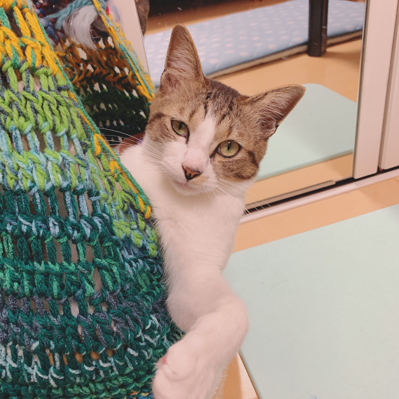 Line絵文字紹介 きじしろ猫のもみあんじゅ Miicoro Blog Line絵文字紹介 きじしろ猫のもみあんじゅ Miicoro Blog