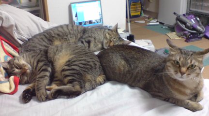 どんだけぇー 俺達みーもんずっ