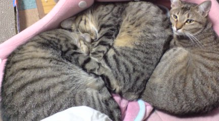 どんだけぇー 俺達みーもんずっ