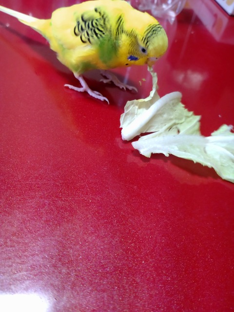 白菜モグモグ