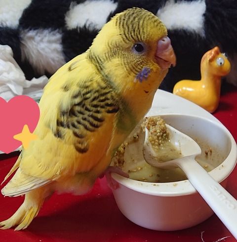 セキセイインコおしゃべり記念日