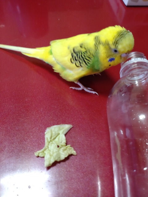 ペットボトル つんつん