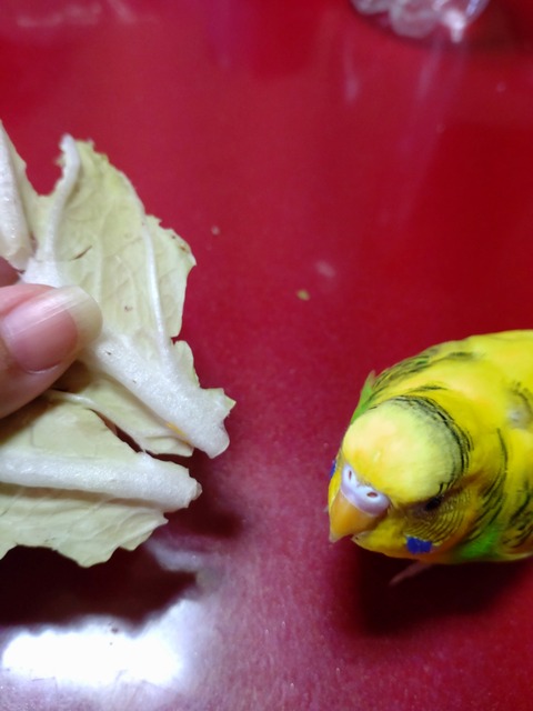 白菜だ