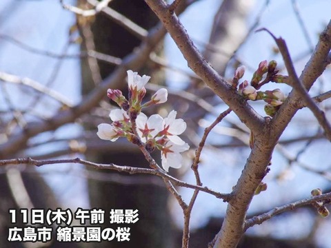 尾道に先んじて広島縮景園で桜開花宣言
