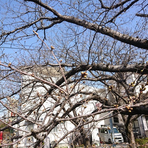 20210318尾道桜土手の桜