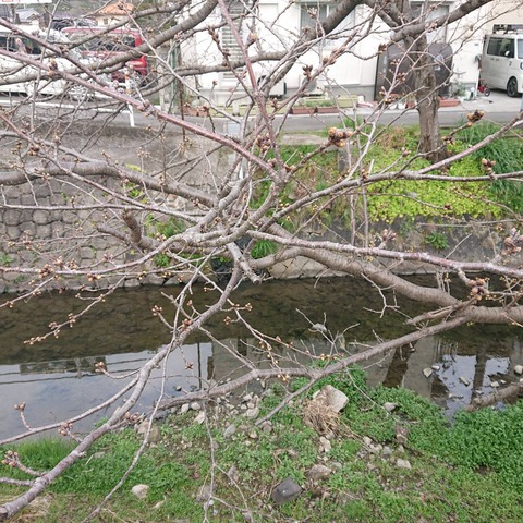 20210313尾道桜土手の桜