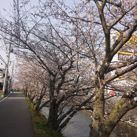 001尾道名所桜土手桜開花花見散歩02