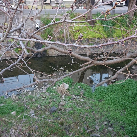 20210309尾道桜土手の桜