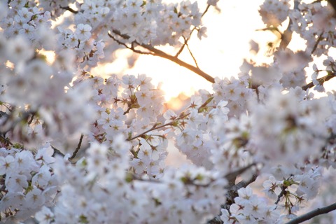 No4476_千光寺公園の夕桜