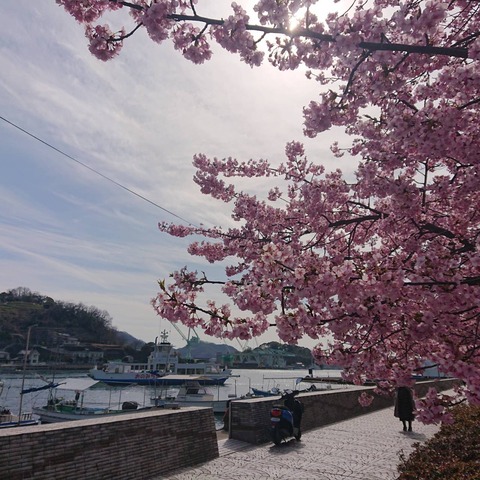 尾道河津桜満開写真1