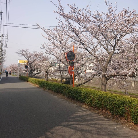 001尾道名所桜土手桜開花花見散歩01
