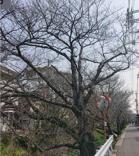 20210224尾道桜土手の桜その1
