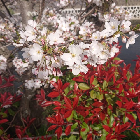 22尾道桜土手花見散歩桜赤い花