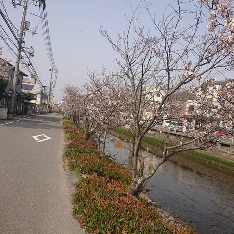 09尾道桜土手桜開花満開花見散歩エリアはじめ