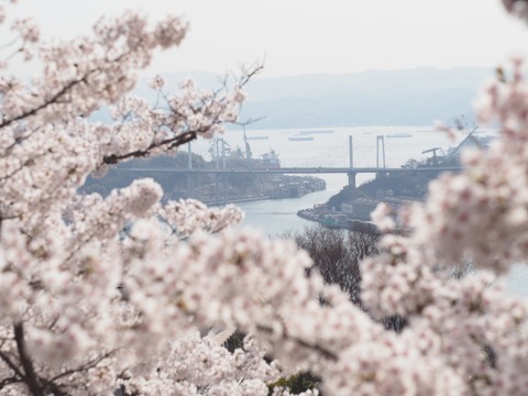 No4462_千光寺公園から見る桜風景