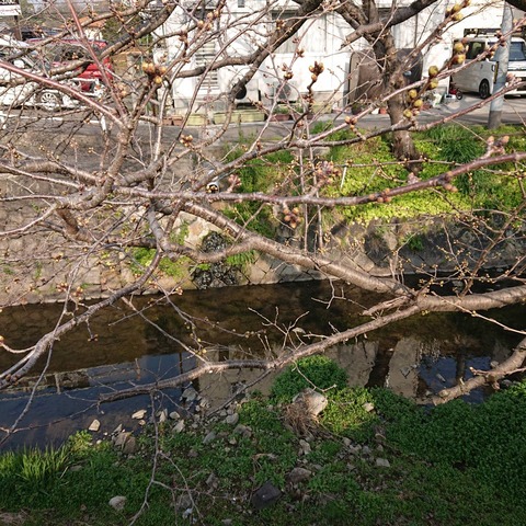 20210315尾道桜土手の桜