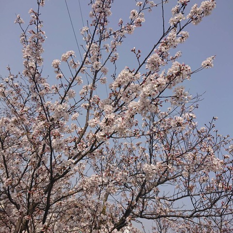 01尾道桜土手開花満開花見散歩メイン