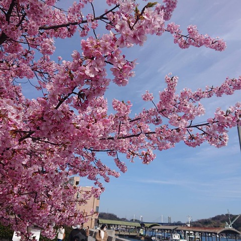 尾道河津桜満開写真0