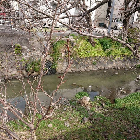 20210227尾道桜土手の桜