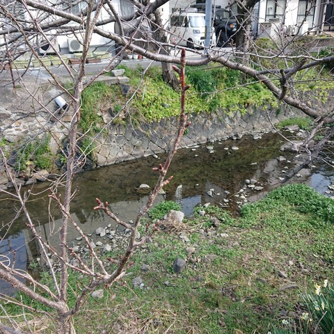 20210224尾道桜土手の桜その2