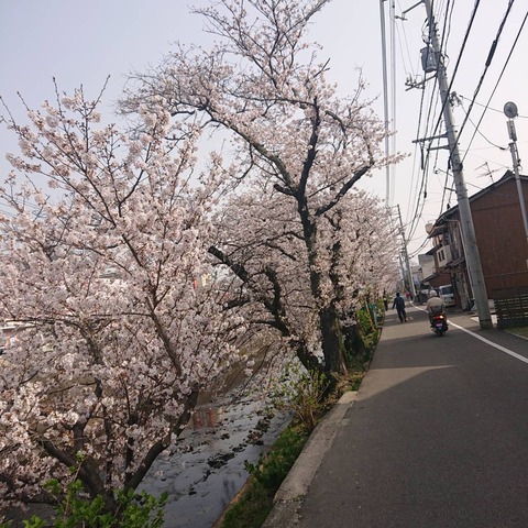 001尾道名所桜土手桜開花花見散歩03