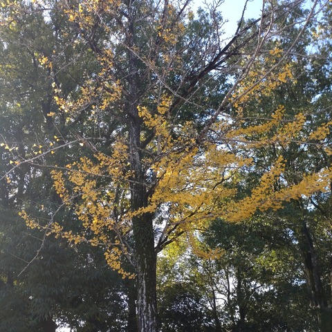 尾道烏須井八幡神社いちょう紅葉願い玉