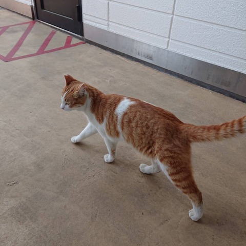 02_猫の細道千光寺歩き尾道