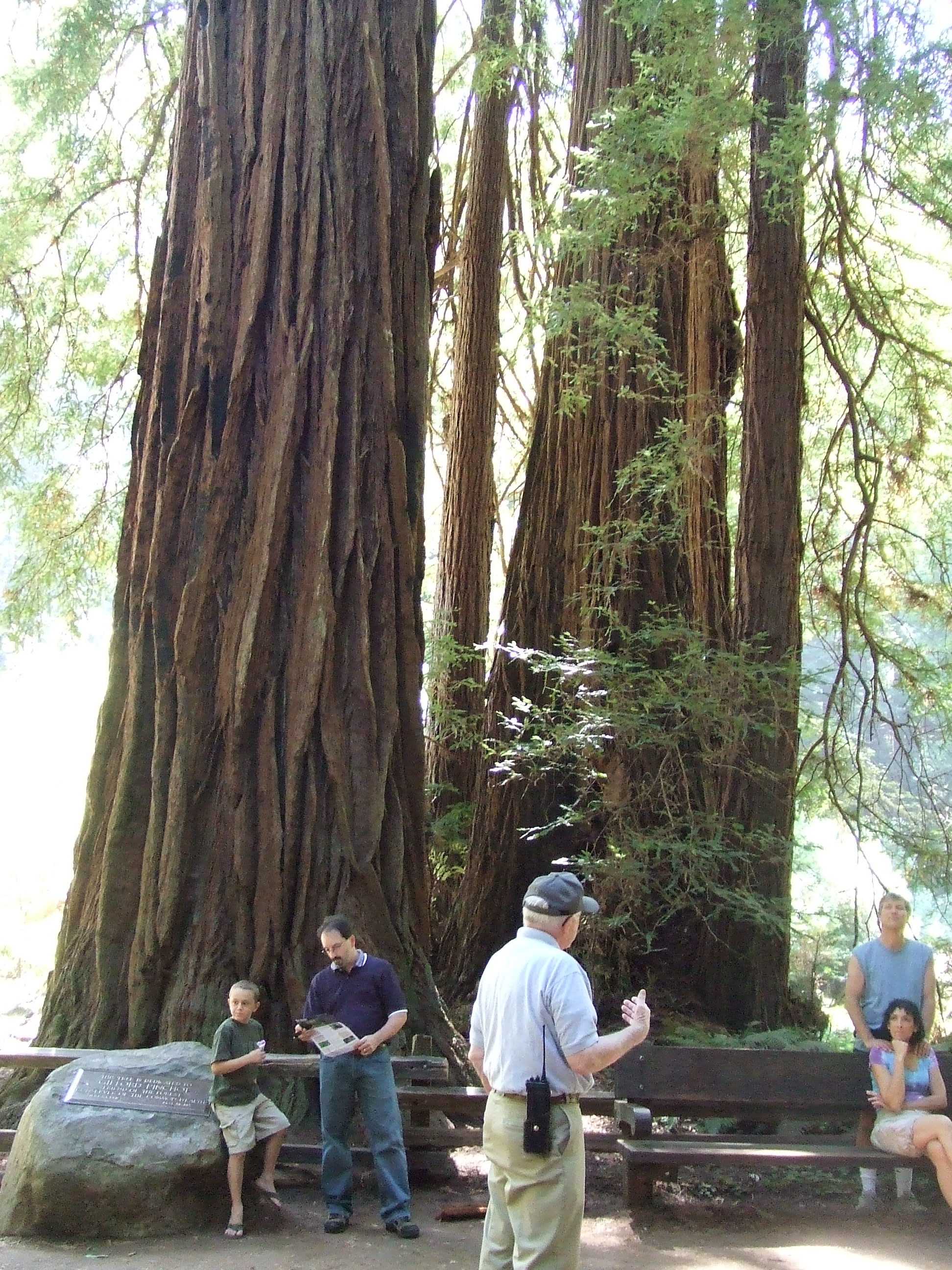 Muir Woods ミュアウッズ国定公園 Life In Bay Area