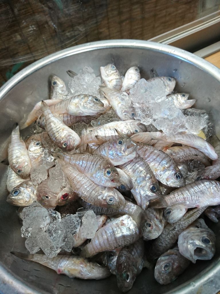 ねぶとの唐揚げ Sound Mik