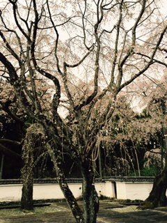 醍醐」の桜～奥村土牛 : SOUND MIK