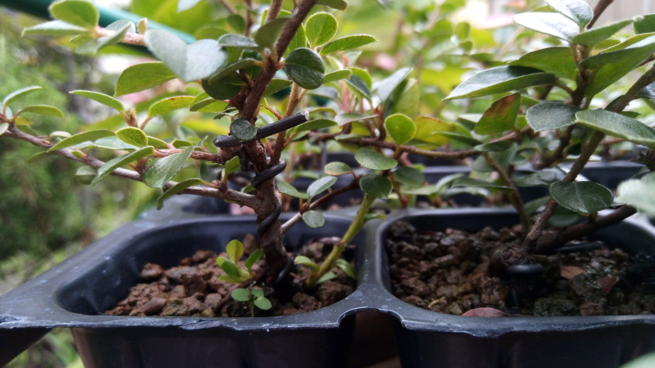 紅紫檀の挿し木 そろそろ針金を外さねば 盆栽苗木の生育に挑戦