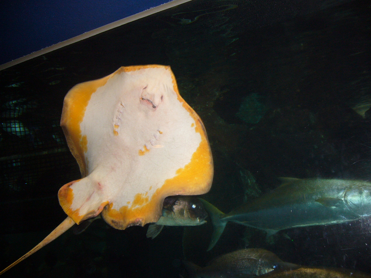 エイの笑い顔 富山のミカエル日記