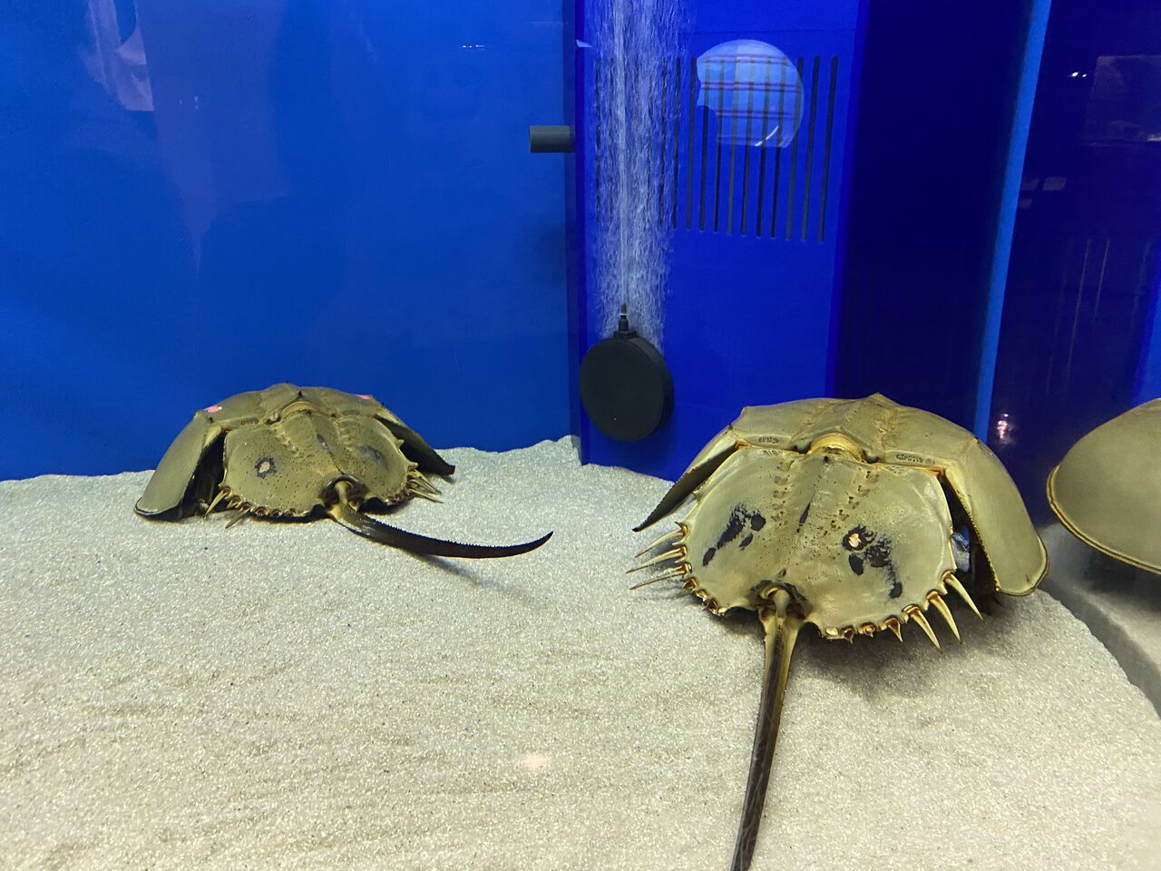 世界で唯一のカブトガニ博物館と牛窓町の散策 : 富山のミカエル日記