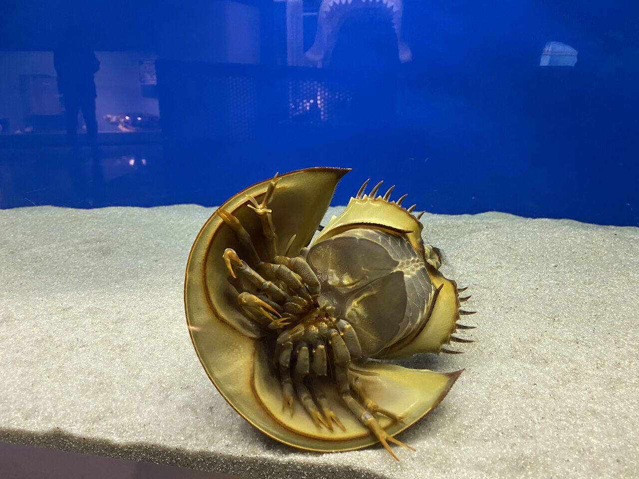 世界で唯一のカブトガニ博物館と牛窓町の散策 : 富山のミカエル日記