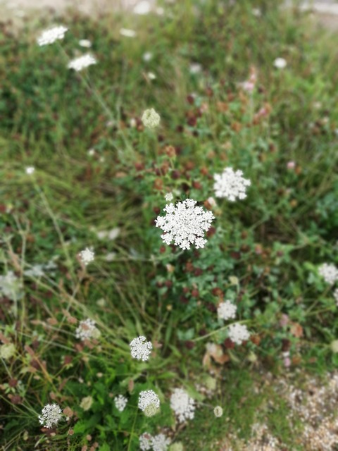 IMG_20190811_154007