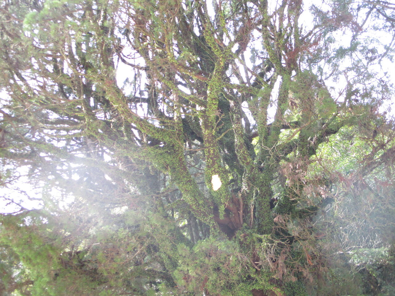 神様と木の精霊と妖精 クレセント クリスタル 光のハーモニー