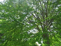 IMG_0682
