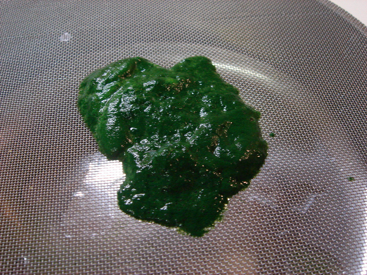 青よせ 木の芽味噌 レシピ一覧