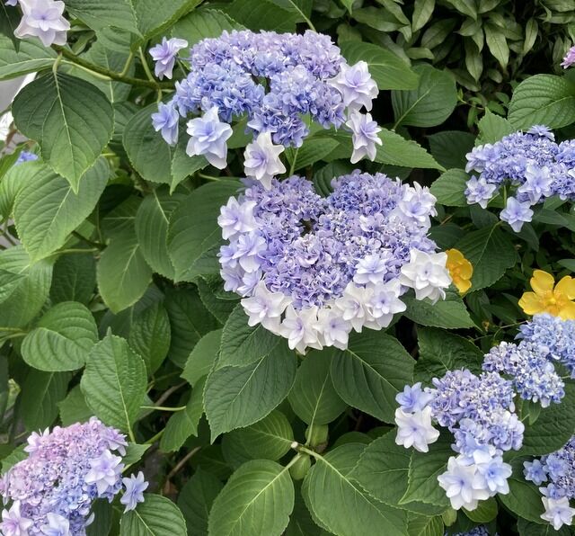 紫陽花は一朶 いちだ と数えます Mikageマダムの夕食レシピ 紫陽花は一朶 いちだ と数えます Mikageマダムの夕食レシピ