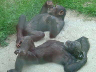 動物園 Mikageマダムの夕食レシピ