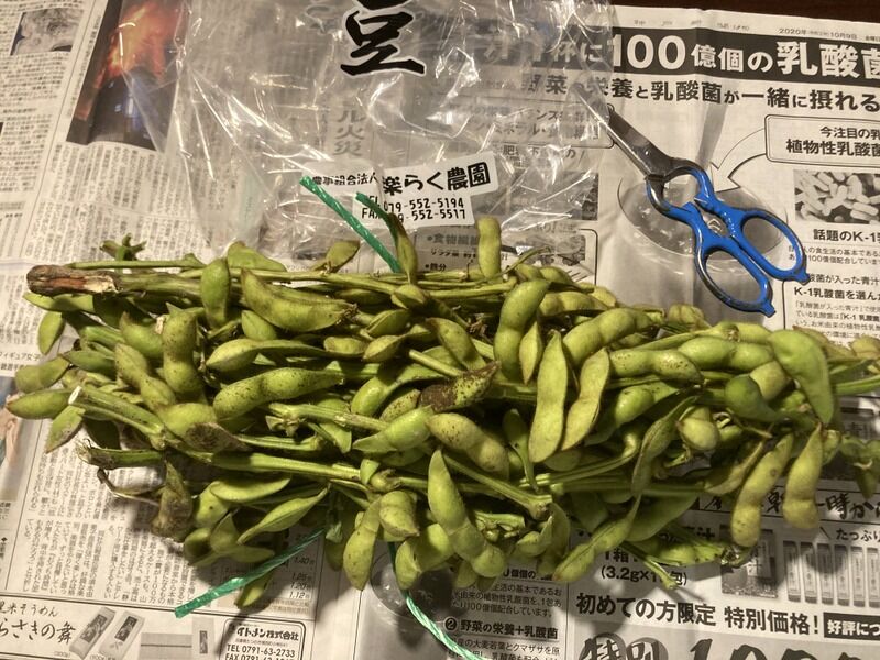 黒豆の枝豆が届きました Mikageマダムの夕食レシピ