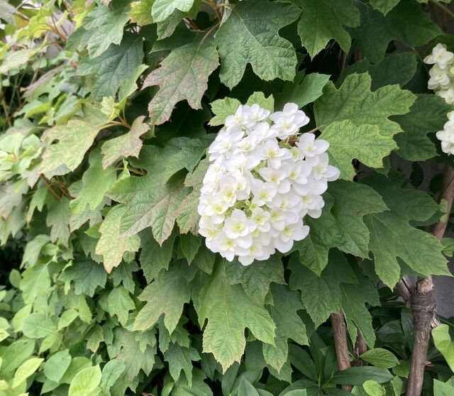 紫陽花は一朶 いちだ と数えます Mikageマダムの夕食レシピ 紫陽花は一朶 いちだ と数えます Mikageマダムの夕食レシピ