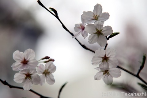 IMG_3932-20220331-152607