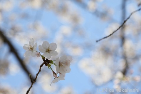 IMG_3067-20210324-205413