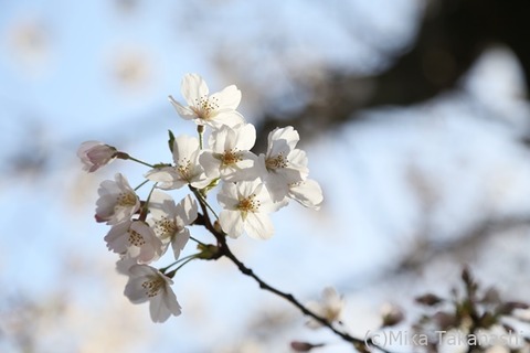 IMG_3102-20210330-181234