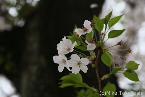 IMG_3341-20210331-172744