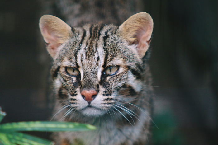 イメージ 5