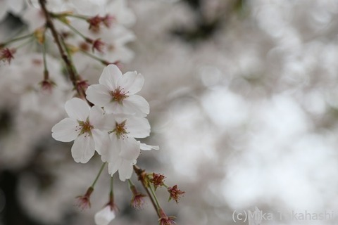 IMG_3305-20210331-172348