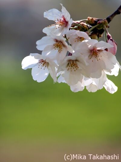 P3251655-20200408-133607